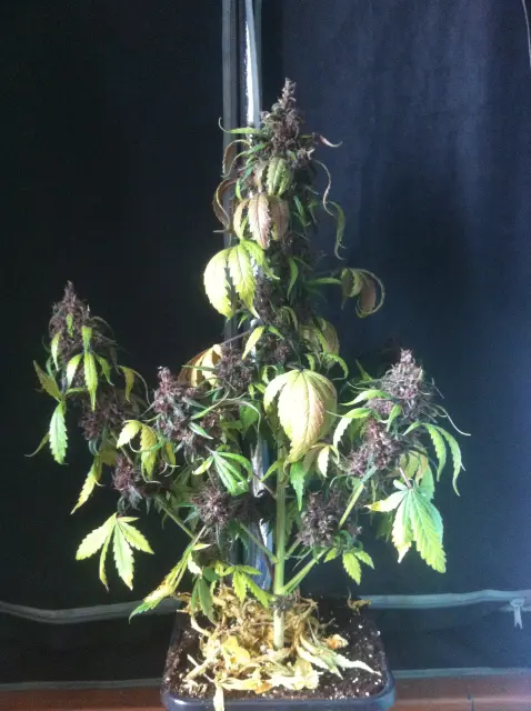 Grow-Report Dark Devil Auto, Woche 10, Foto 18