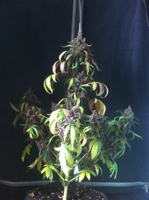 Grow-Report Dark Devil Auto, Woche 10, Foto 19