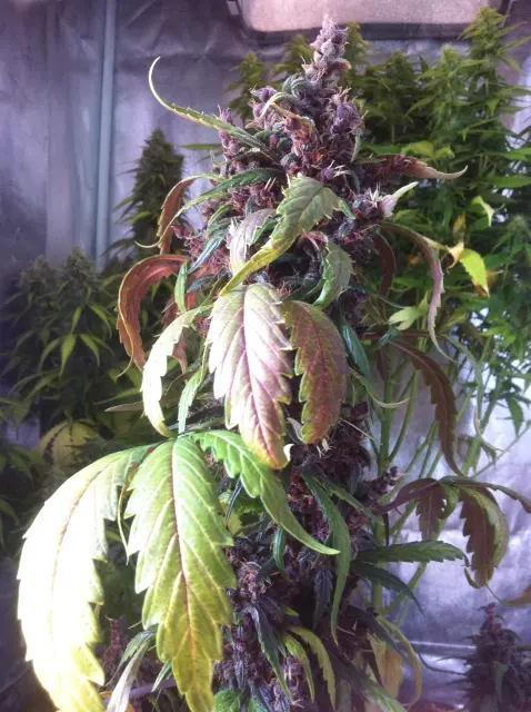 Grow-Report Dark Devil Auto, Woche 10, Foto 2