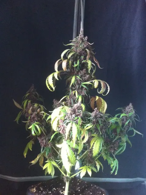 Grow-Report Dark Devil Auto, Woche 10, Foto 20