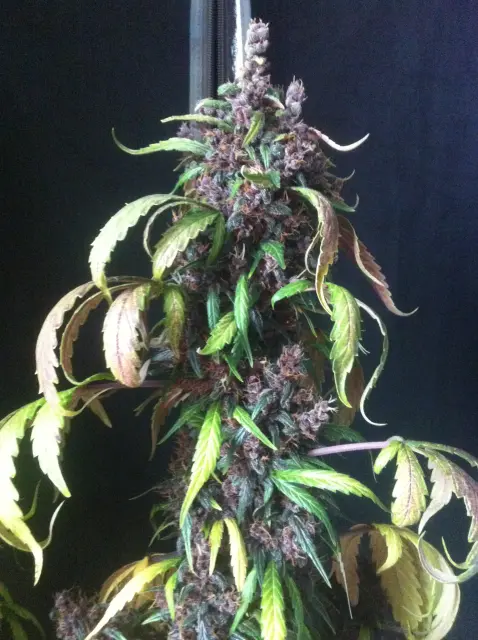 Grow-Report Dark Devil Auto, Woche 10, Foto 21
