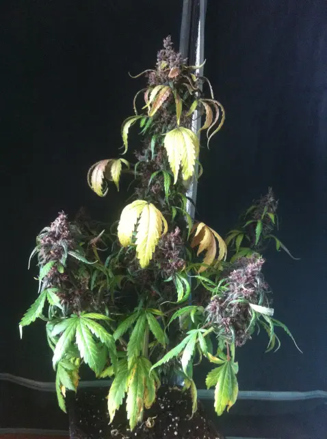 Grow-Report Dark Devil Auto, Woche 10, Foto 22