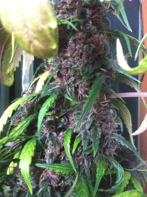 Grow-Report Dark Devil Auto, Woche 10, Foto 23