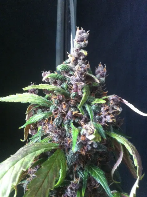 Grow-Report Dark Devil Auto, Woche 10, Foto 24