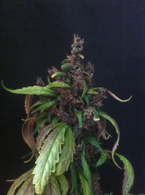 Grow-Report Dark Devil Auto, Woche 10, Foto 25