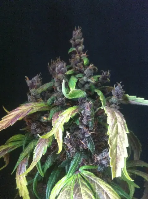 Grow-Report Dark Devil Auto, Woche 10, Foto 26