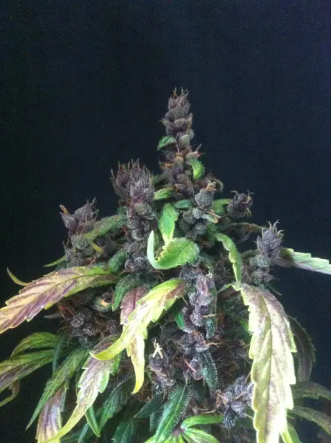 Grow-Report Dark Devil Auto, Woche 10, Foto 27