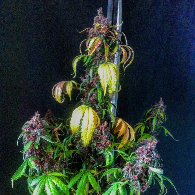 Grow-Report Dark Devil Auto, Woche 10, Foto 28