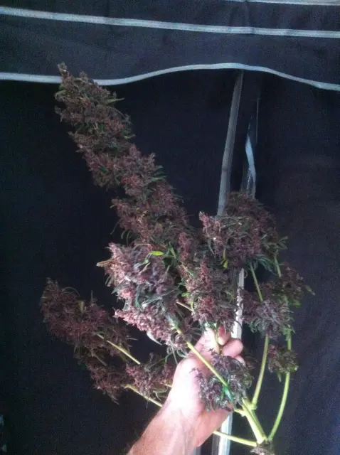 Grow-Report Dark Devil Auto, Woche 10, Foto 29