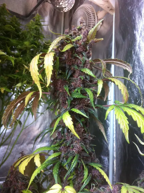 Grow-Report Dark Devil Auto, Woche 10, Foto 3