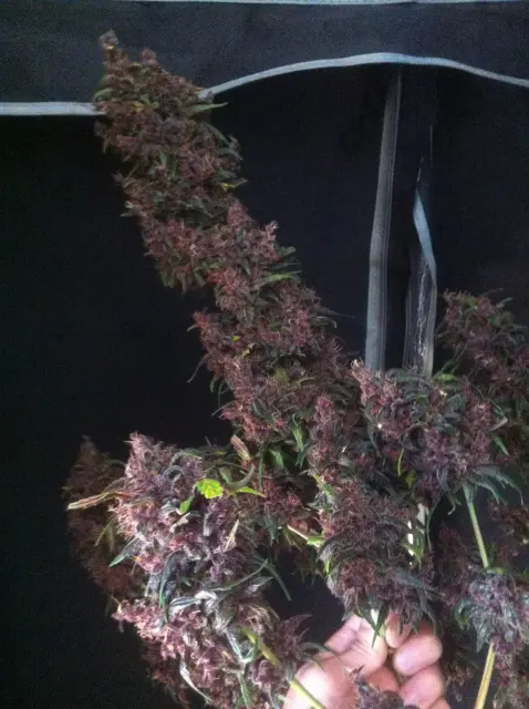 Grow-Report Dark Devil Auto, Woche 10, Foto 30