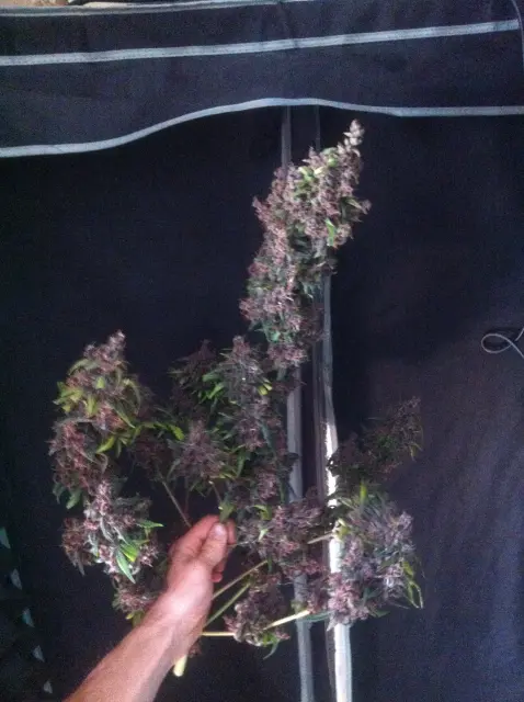 Grow-Report Dark Devil Auto, Woche 10, Foto 31