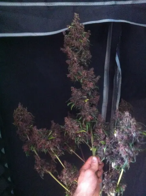 Grow-Report: Dark Devil Auto