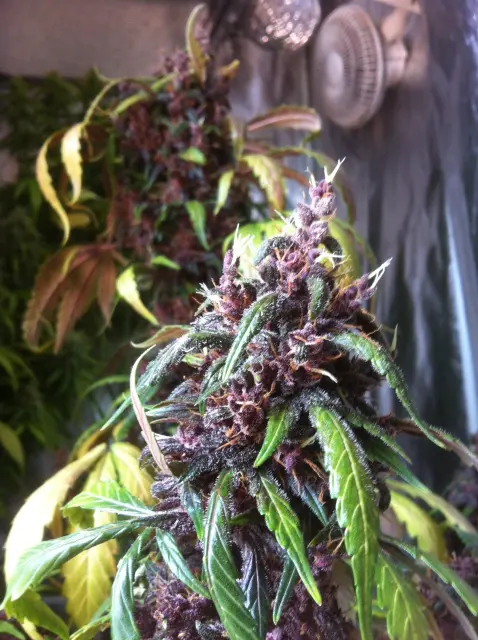 Grow-Report Dark Devil Auto, Woche 10, Foto 4