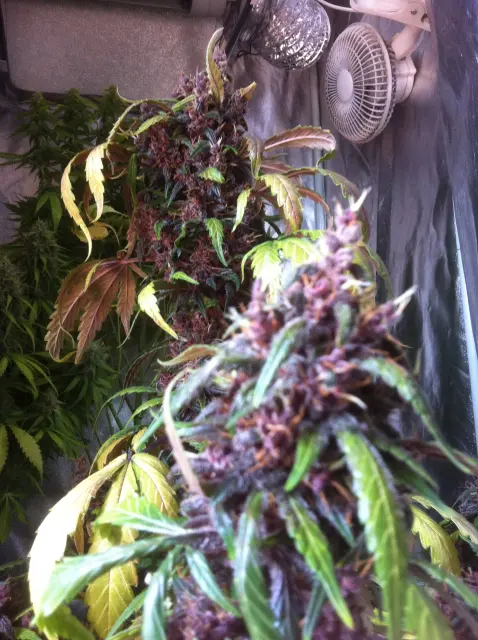 Grow-Report Dark Devil Auto, Woche 10, Foto 5