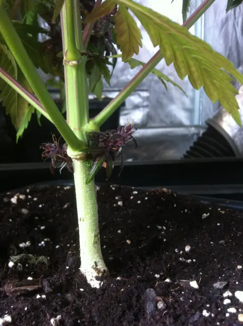 Grow-Report Dark Devil Auto, Woche 10, Foto 6