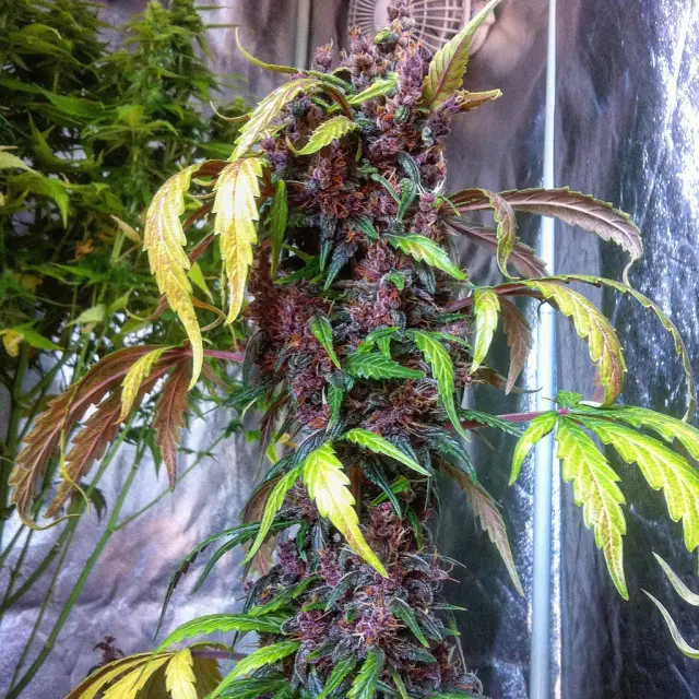 Grow-Report Dark Devil Auto, Woche 10, Foto 7