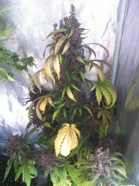 Grow-Report Dark Devil Auto, Woche 10, Foto 8