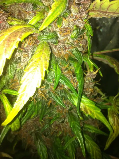 Grow-Report Dark Devil Auto, Woche 10, Foto 9